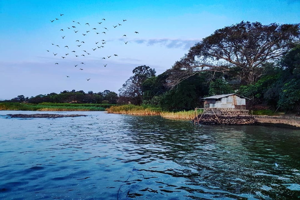 A flock of birds flying over the water.